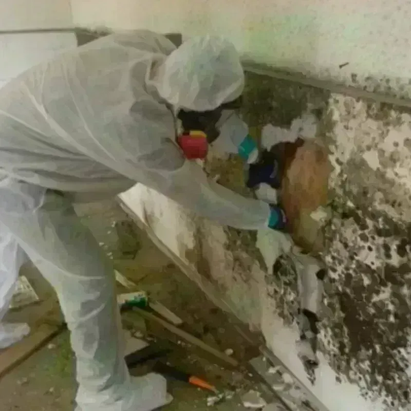 Mold Remediation and Removal in Cedar Falls, IA